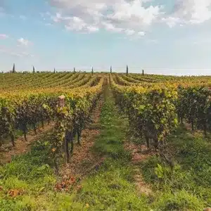 Le vignoble bordelais, connu mondialement