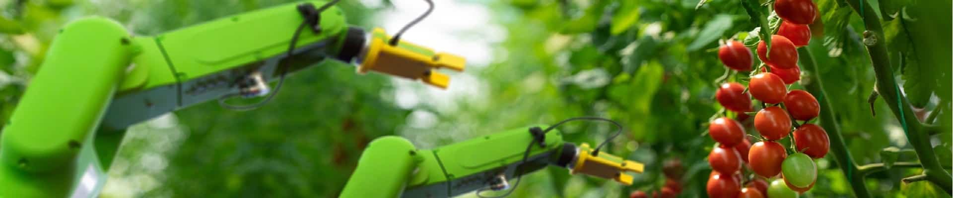 Robots autonomes agricole en exploitation serre tomate avec support opérationnel