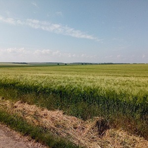 Culture de blé dans la Beauce