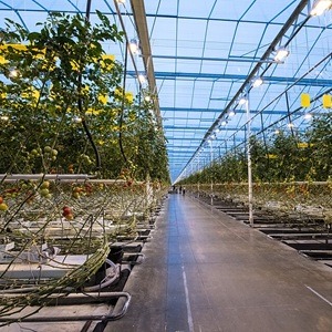 Production de tomates en serre en Bretagne