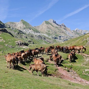 Un troupeau de cheval proche du lac Estaens dans les Pyrenees