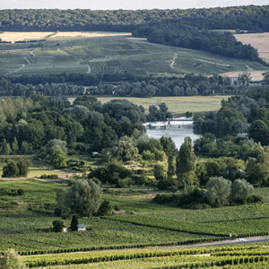 Vignoble de la Maison Bruno Paillard en plein cœur de la Champagne