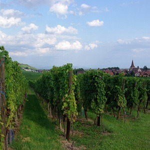 Vignobles d'Alsace en Haut-Rhin