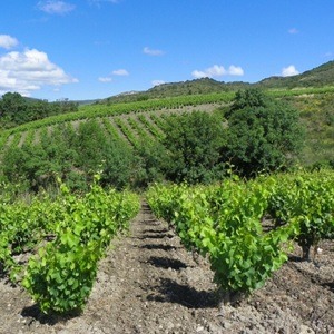 Vue sur un vignoble dans le languedoc