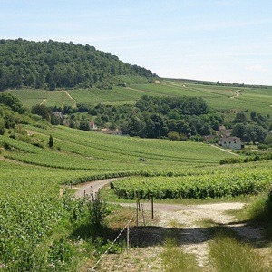 Saint-Aubin en Côte-d'Or, vignobles près du hameau de Gamay, Bourgogne.