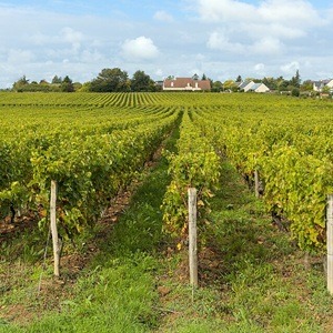 Vignoble du Val de Loire en Indre-et-Loire